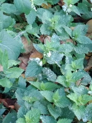 Lamium album