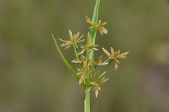 Cyperus haspan