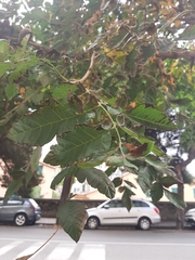 Koelreuteria paniculata