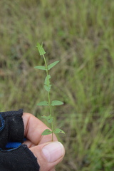 Scutellaria racemosa