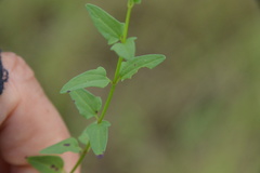 Scutellaria racemosa