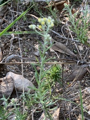 Helichrysum athrixiifolium