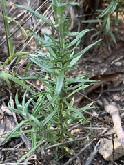 Helichrysum athrixiifolium