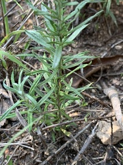 Helichrysum athrixiifolium