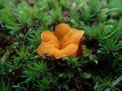 Neottiella