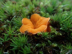 Neottiella