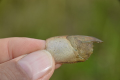 Procambarus albaughi