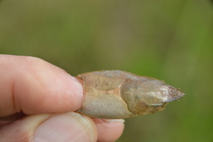 Procambarus albaughi