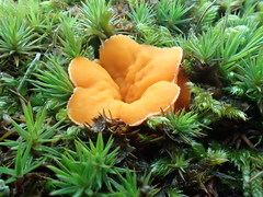 Neottiella