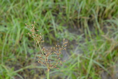 Fimbristylis quinquangularis quinquangularis