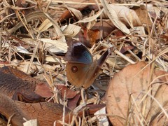 Junonia artaxia