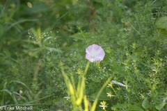 Calystegia pubescens