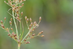 Fimbristylis quinquangularis quinquangularis