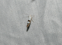 Argyresthia oreasella