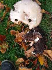 Agaricus