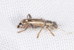 Lemidia cicatricosa