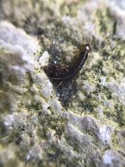Nebriinae