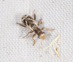 Lemidia cicatricosa