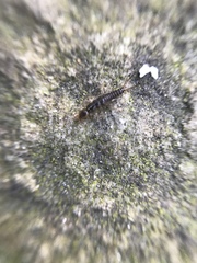 Nebriinae