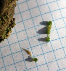 Botrydium granulatum