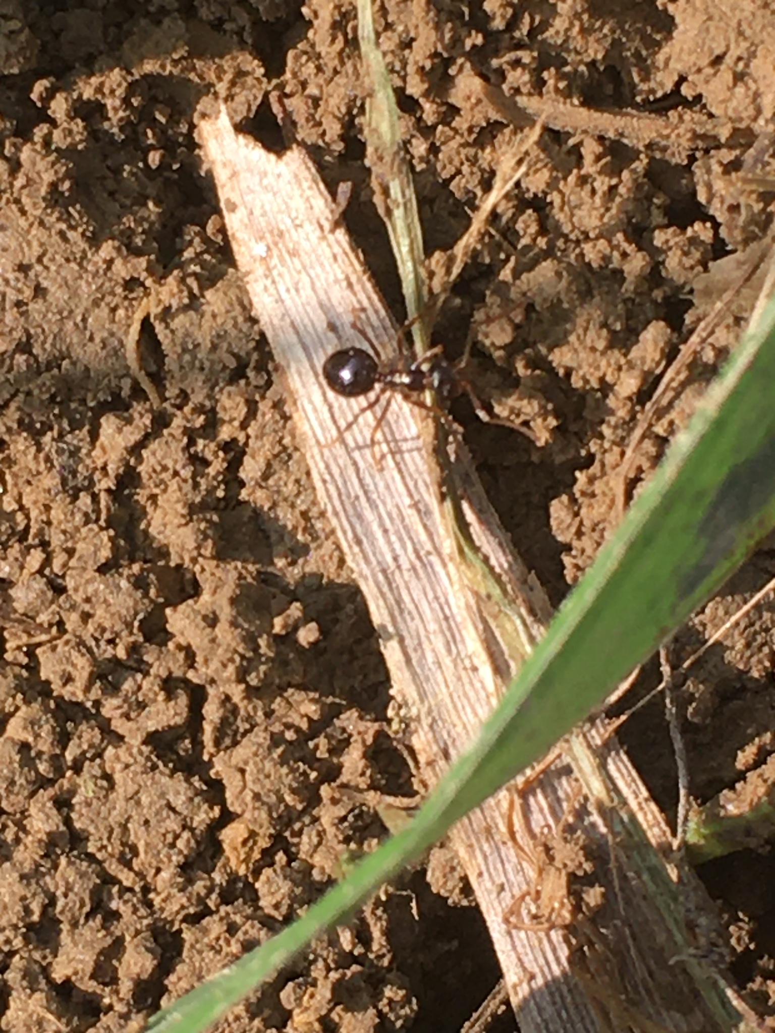 Prenolepis nitens