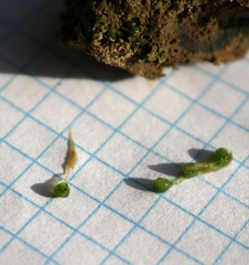 Botrydium granulatum