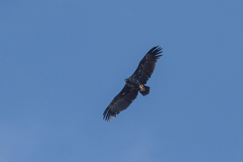 Buitre negro (Aegypius monachus)