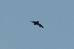 Chiroptera
