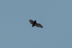 Chiroptera