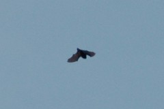 Chiroptera