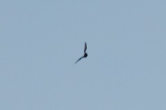 Chiroptera