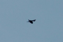 Chiroptera