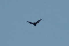 Chiroptera