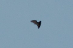 Chiroptera