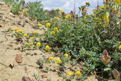 Medicago cretacea