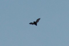Chiroptera