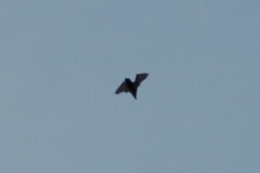 Chiroptera