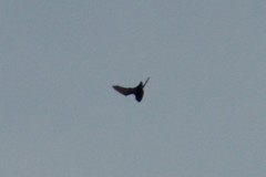 Chiroptera