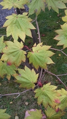 Acer japonicum