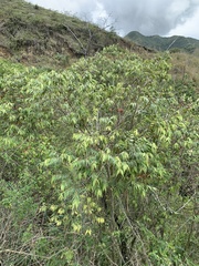 Eugenia biflora