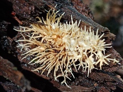 Protohydnum sclerodontium