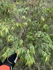 Eugenia biflora
