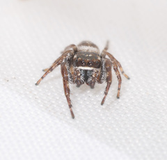 Opisthoncus parcedentatus