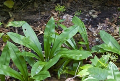 Clintonia umbellulata