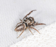 Opisthoncus parcedentatus