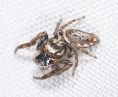 Opisthoncus parcedentatus