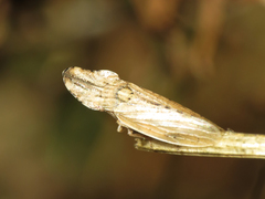 Eupelix cuspidata