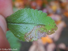 Phytomyza crassiseta