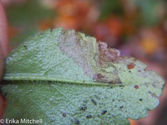 Phytomyza crassiseta