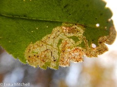 Phytomyza crassiseta